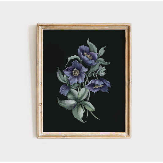 Black Hellebore Watercolor Art Print